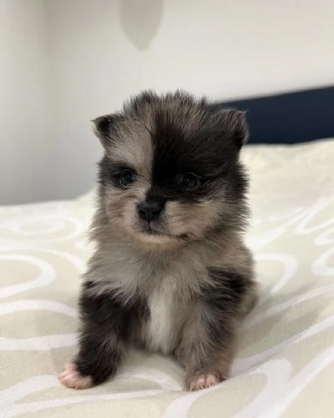 Bellissimo cucciolo di Pomerania maschio e femmina