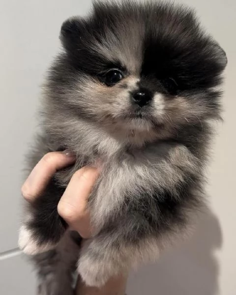Bellissimo cucciolo di Pomerania maschio e femmina | Foto 0