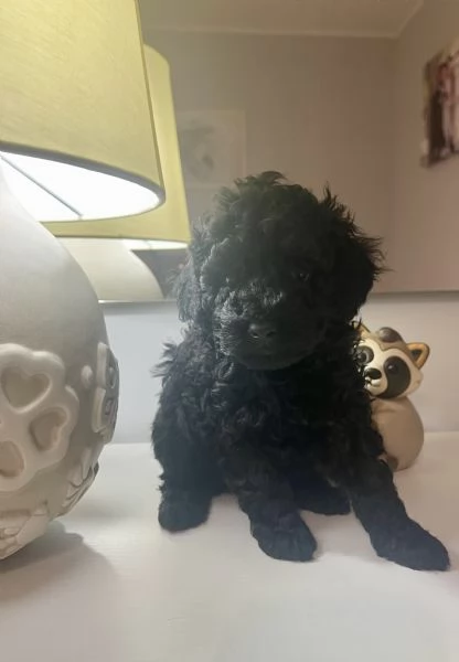 Cuccioli di barboncino toy | Foto 4