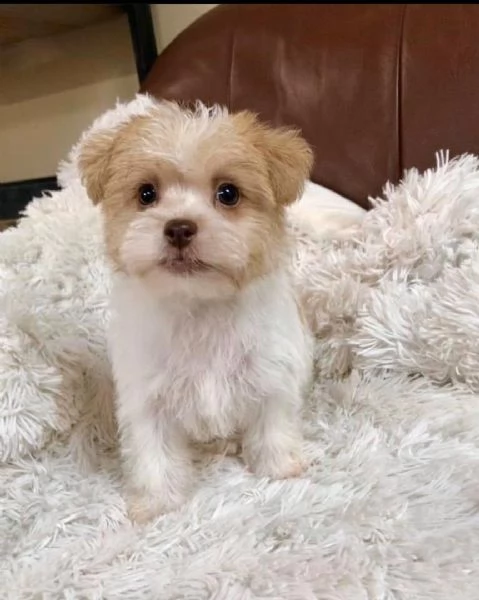 Regalo Bellissimi cuccioli allevati Shihtzu colore bianco e nero Due e una feminuccia Maschietti