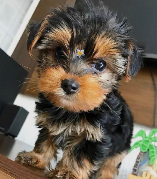  Regalo Abbiamo avere amorevole Yorkie cuccioli per lAdozione Abbiamo avere Yorkie amorevole per l
