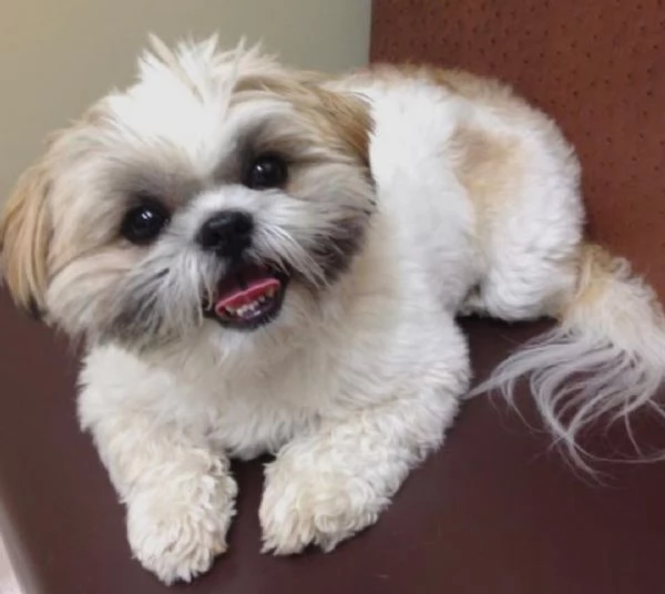  Regalo Bellissimi cuccioli allevati Shihtzu colore bianco e nero Due e una feminuccia Maschietti