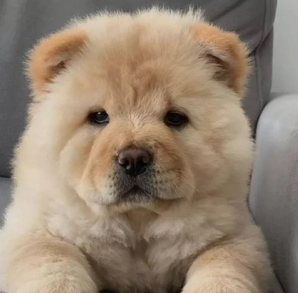 cuccioli di chow chow femminucce e maschietti disponibili per  ladozione gratuita i cuccioli sono v