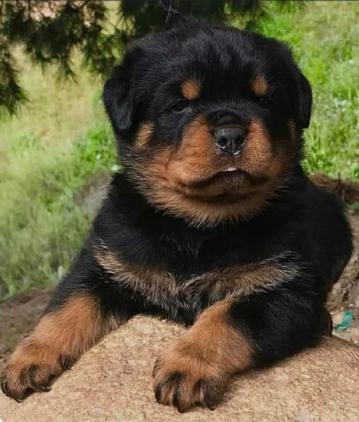 Regalo ROTTWEILER DI CUCCIOLI  Disponibili bellissimi cuccioli fulvi  femmine e maschi con rilasc