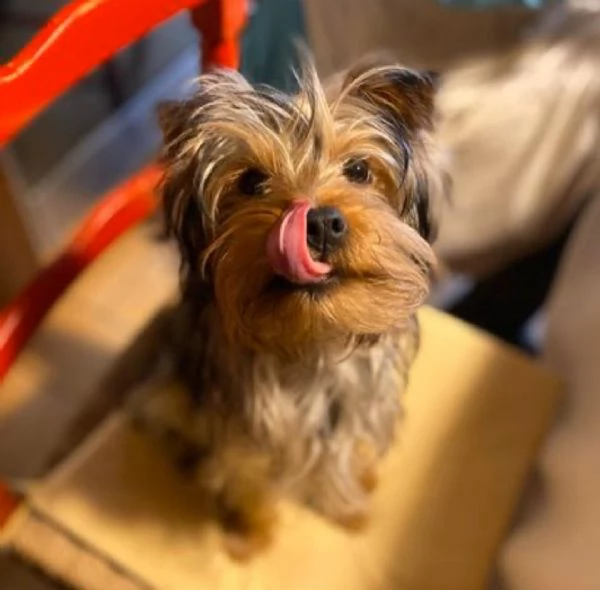Regalo Abbiamo avere amorevole Yorkie cuccioli per lAdozione Abbiamo avere Yorkie amorevole per lA