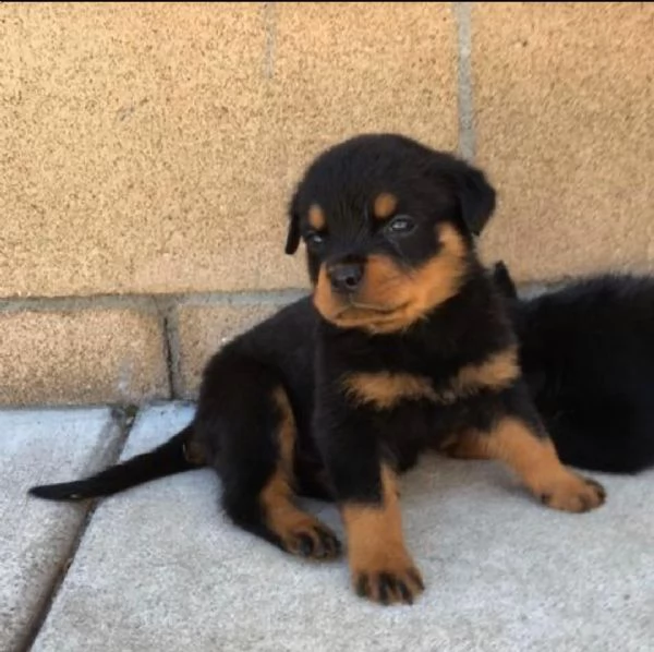 Regalo ROTTWEILER CUCCIOLI MASCHIO E FEMMINA bellissimo cuccioli di rottweiler maschio e femmina