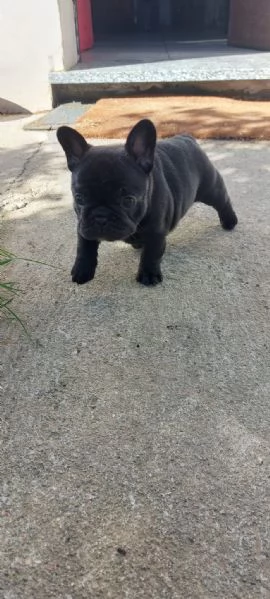 Cuccioli Bulldog francese  | Foto 3