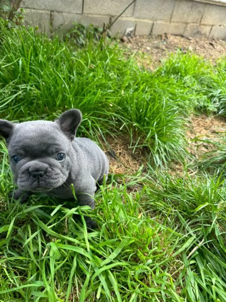 Cuccioli Bulldog francese  | Foto 2