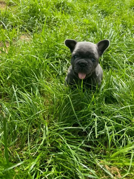 Cuccioli Bulldog francese  | Foto 4