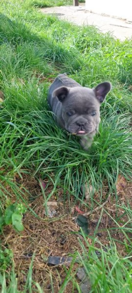 Cuccioli Bulldog francese  | Foto 3