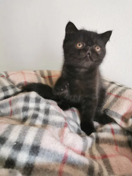 Exotic shorthair maschietti nati 14 giugno 2025 | Foto 1