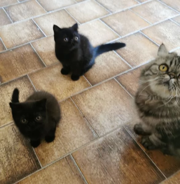 Exotic shorthair maschietti nati 14 giugno 2025