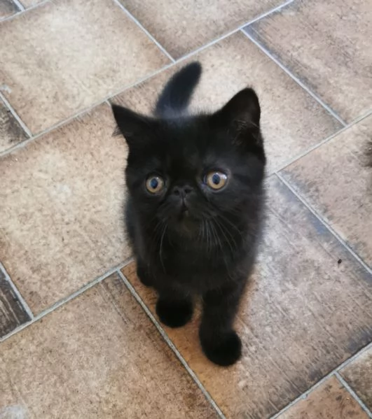 Exotic shorthair maschietti nati 14 giugno 2025 | Foto 0