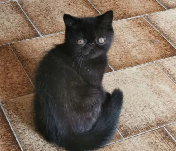 Exotic shorthair maschietti nati 14 giugno 2025 | Foto 1
