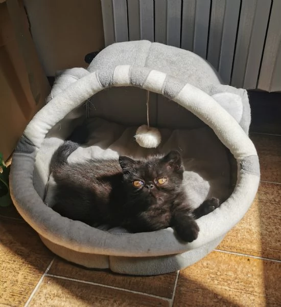 Exotic shorthair maschietti nati 14 giugno 2025 | Foto 0