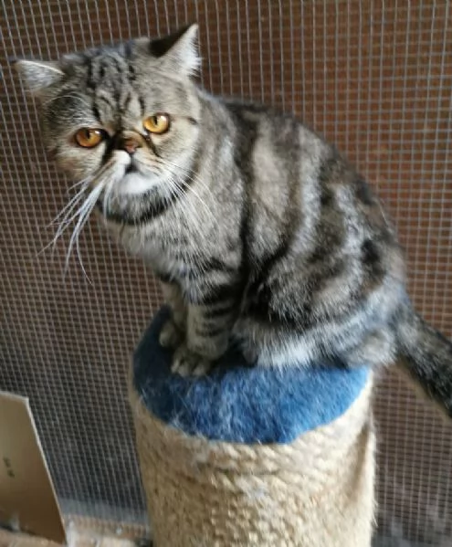Exotic shorthair adulta 