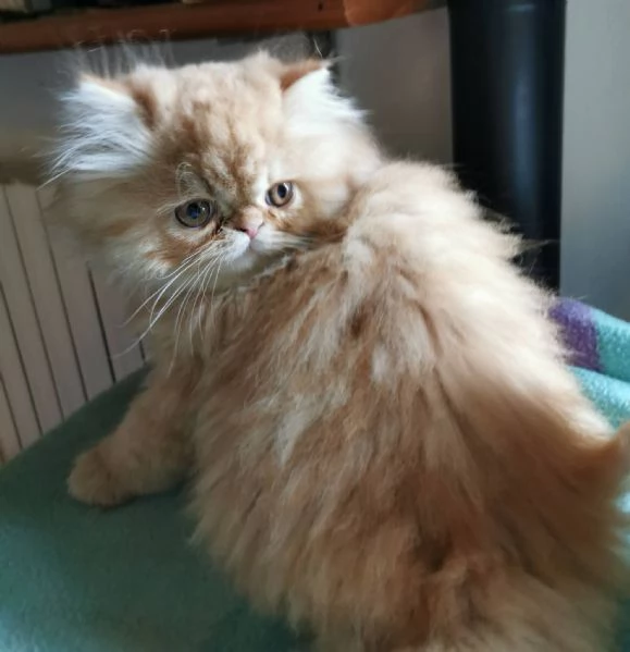 Cucciolo di persiano rosso  | Foto 1