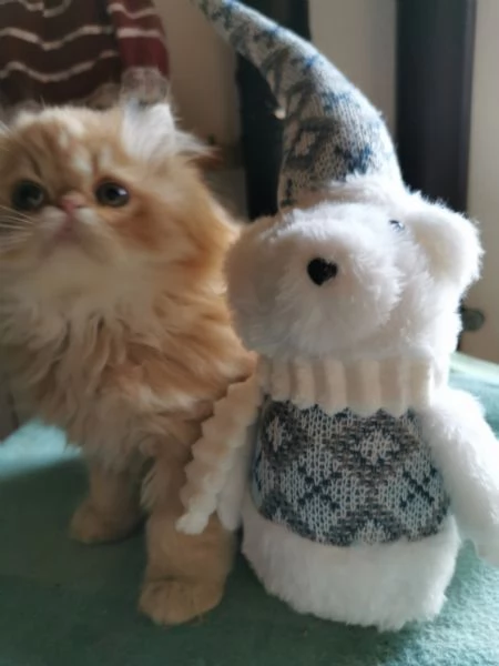 Cucciolo di persiano rosso 