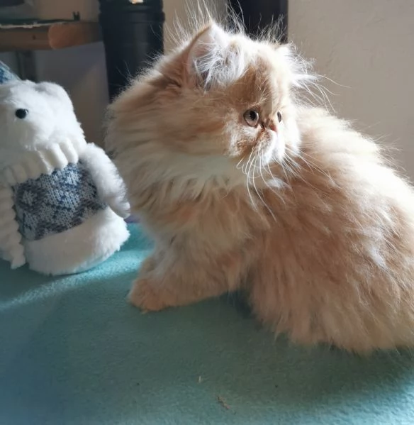 Cucciolo di persiano rosso  | Foto 0