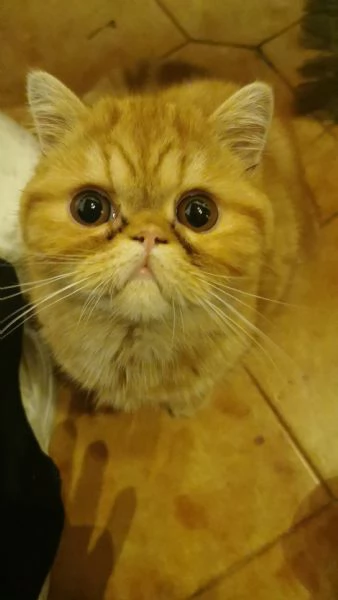 Exotic shorthair maschietto 