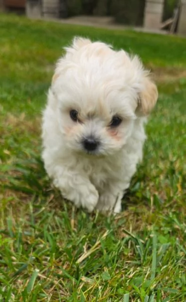 Maltese  | Foto 6