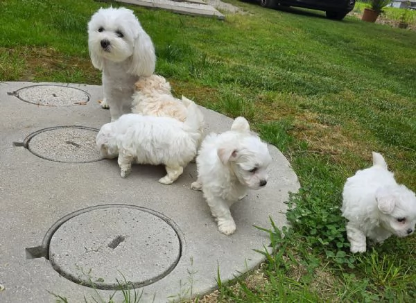 Maltese  | Foto 5