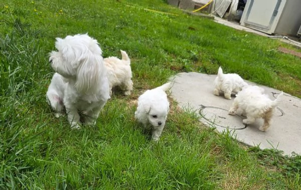 Maltese  | Foto 4