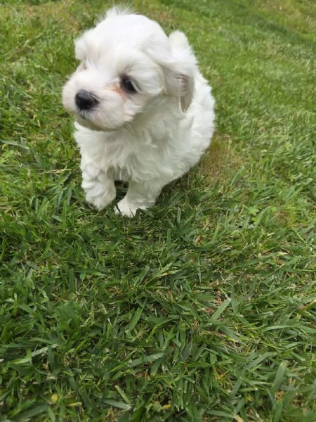 Maltese  | Foto 2