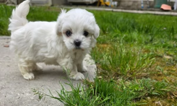 Maltese 