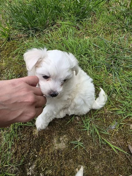 Maltese  | Foto 1