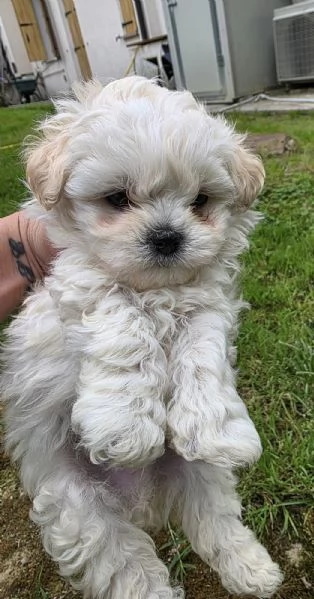 Maltese  | Foto 0