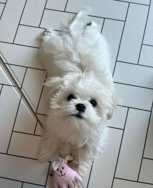 Regalo ALLEVAMENTO MALTESI TAGLIA MINI TOY Ho bellissimi cuccioli maltese pronti per loro nuove case