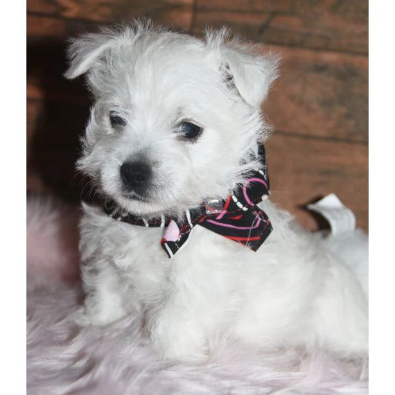 Regalo adorabili cuccioli West highland terrier bianco femminucce e maschietti gratuita i cuccioli s