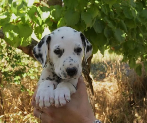 Regalo abbiamo cuccioli di dalmata sono dalmata di dimensioni  sono registrati AKC sono molto affe