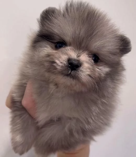 Bellissimo pomerania merle 