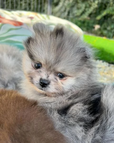 Bellissimo pomerania merle  | Foto 2