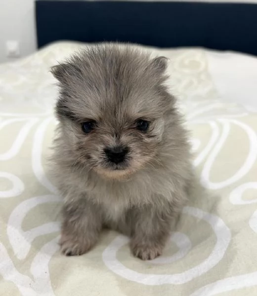 Bellissimo pomerania merle  | Foto 1