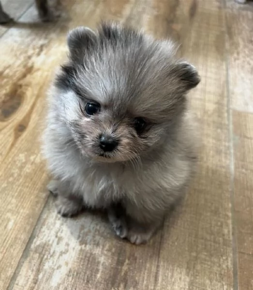 Bellissimo pomerania merle  | Foto 0