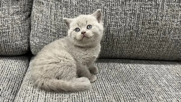 Gattini British Shorthair