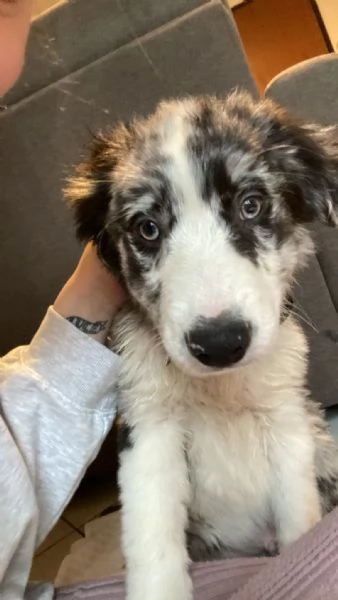 Cucciolo Border Collie