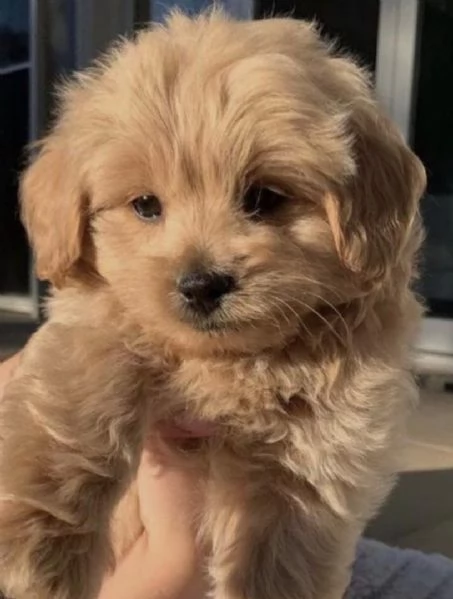 REGALO barboncino cuccioli Adorabili cuccioli di Poodle standart femminucce e maschietti disponibili