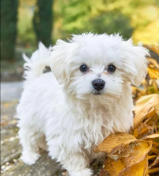 Regalo ALLEVAMENTO MALTESI TAGLIA MINI TOY Ho bellissimi cuccioli maltese pronti per loro nuove case