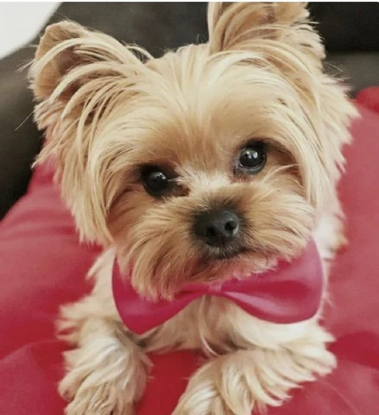 Regalo Yorkie cuccioli giocherelloni disponibili Abbiamo i migliori cuccioli Yorkie che si pu mai p