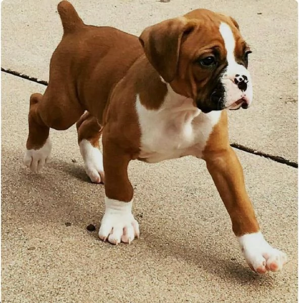 REGALO Estremamente carino cuccioli di boxer per ladozione Sono a casa sollevati e vasino addestrat