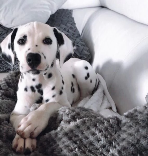 Regalo abbiamo cuccioli di dalmata sono dalmata di dimensioni  sono registrati AKC sono molto affe