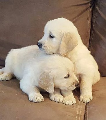 Golden retriever cuccioli