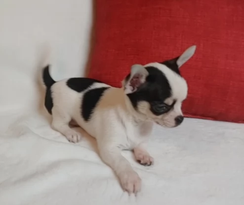 Cuccioli di Chihuahua maschi e femmine 