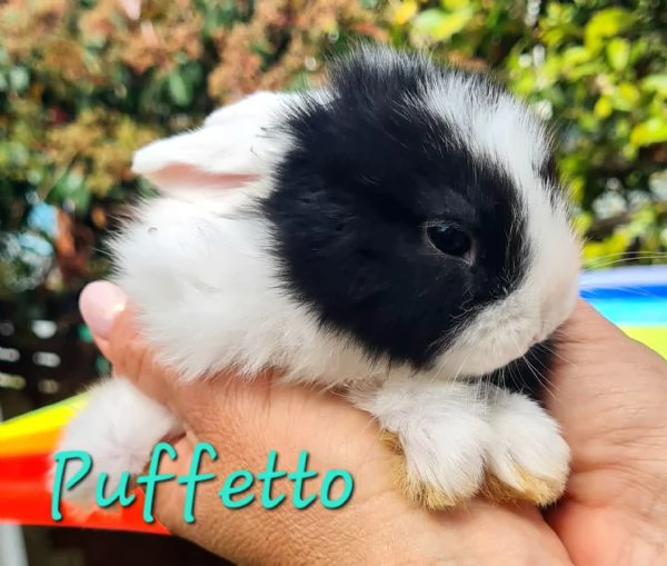 Puffetto coniglietto 60 giorni cerca casa