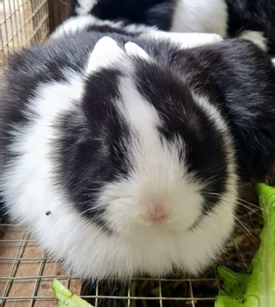 Puffetto coniglietto 60 giorni cerca casa | Foto 0