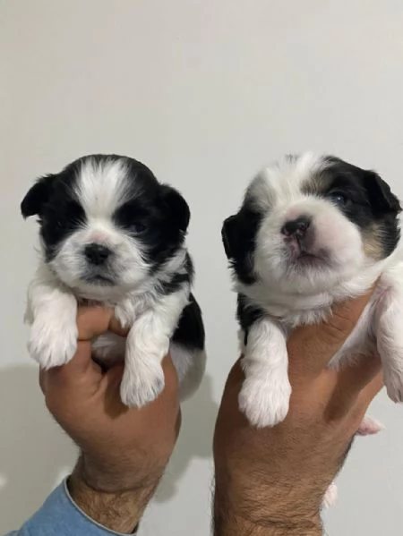 Regalo cuccioli Shih Tzu  | Foto 1